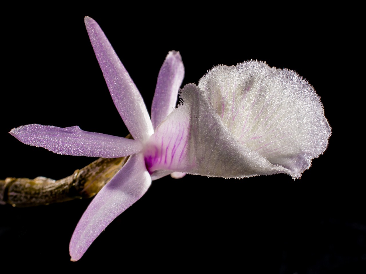 wild orchid orchid white violet free photo