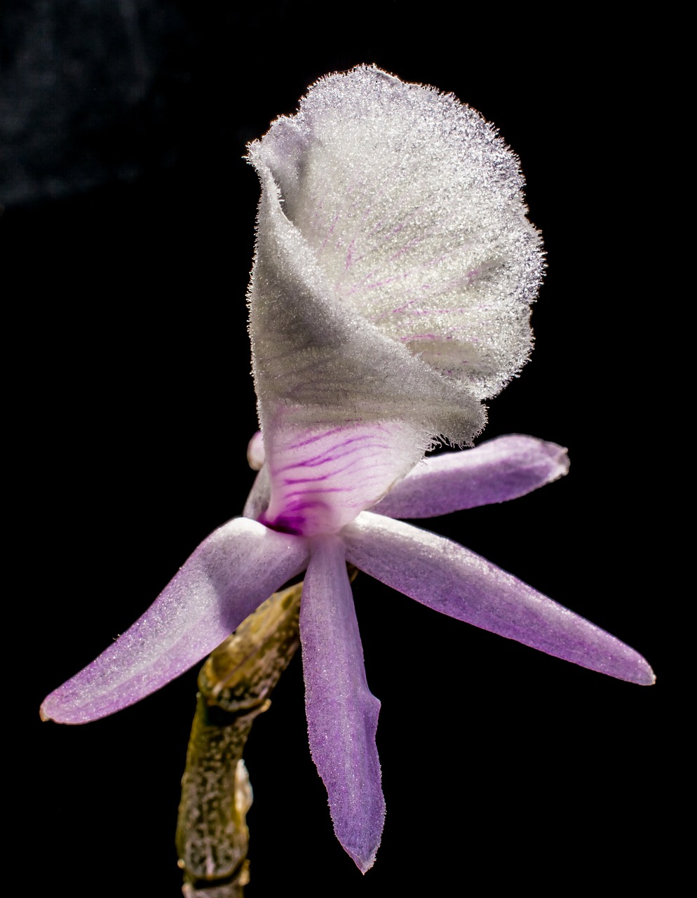 wild orchid orchid white violet free photo