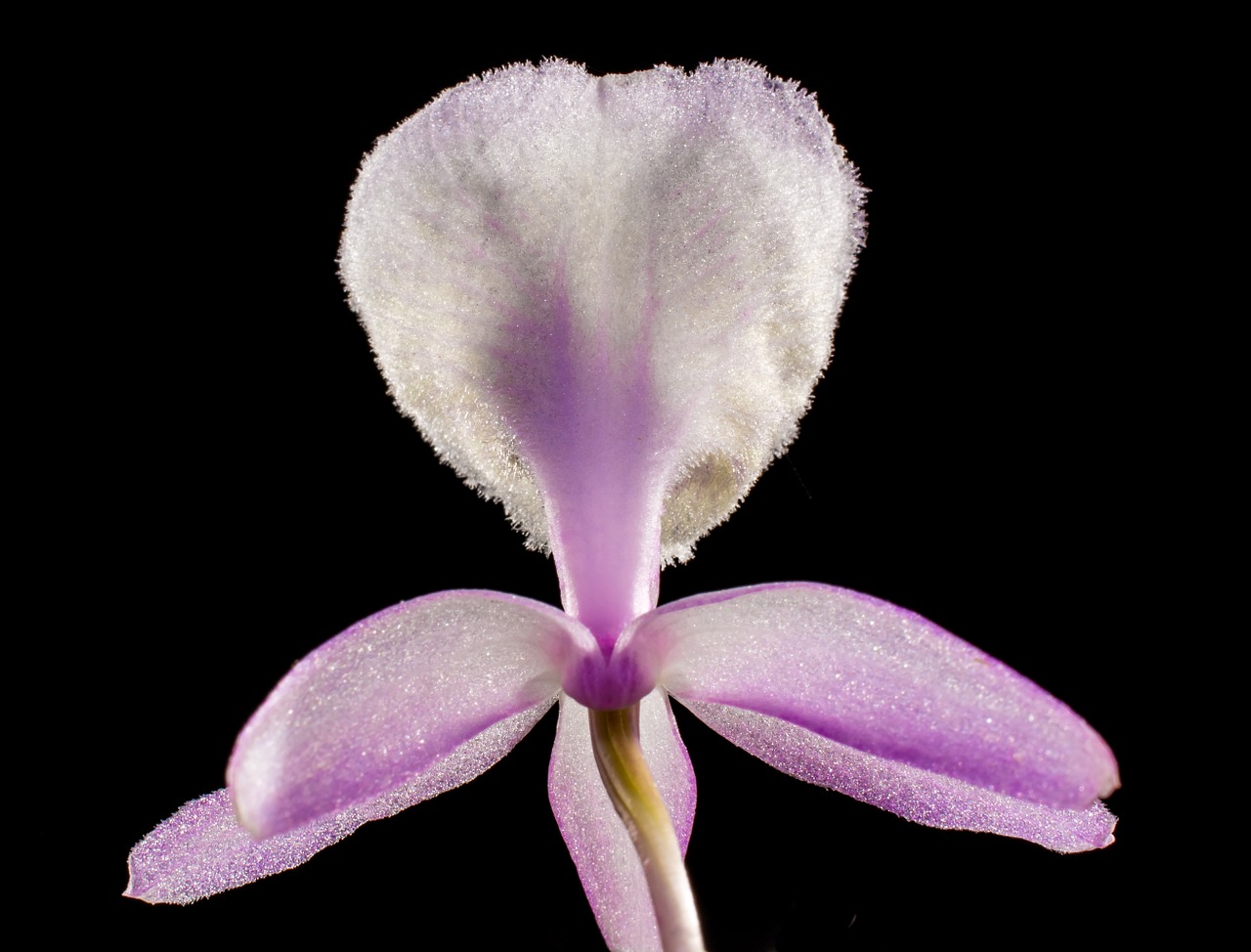 wild orchid orchid white violet free photo