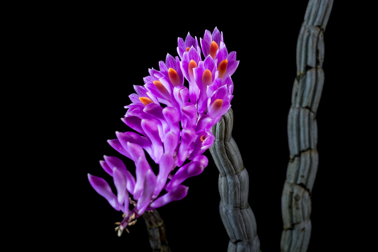 wild orchid orchid blossom free photo