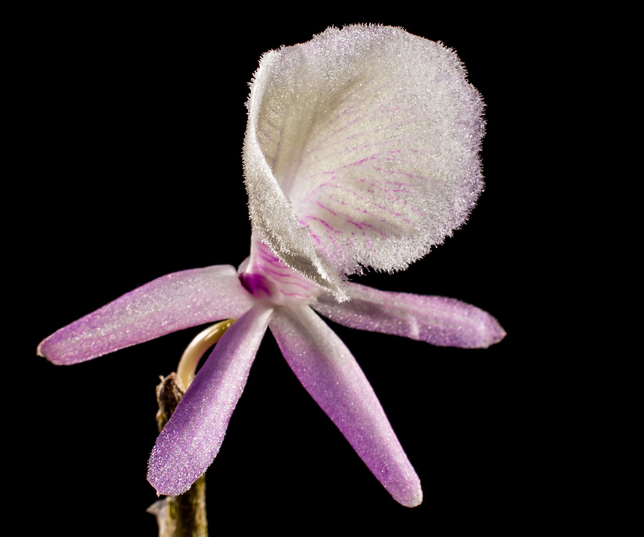 wild orchid orchid white violet free photo