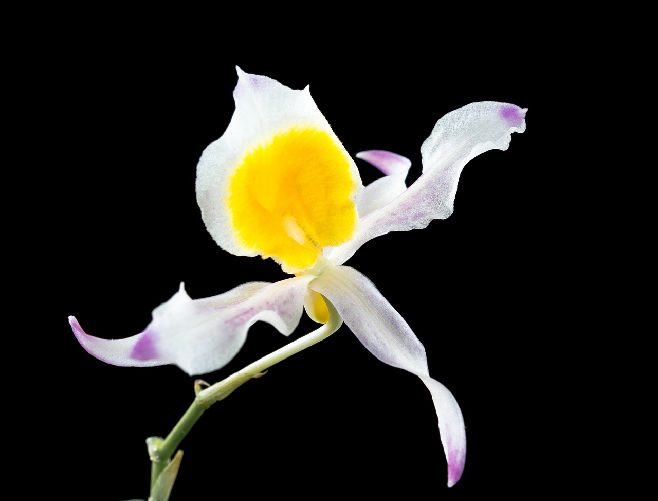 wild orchid orchid flower free photo