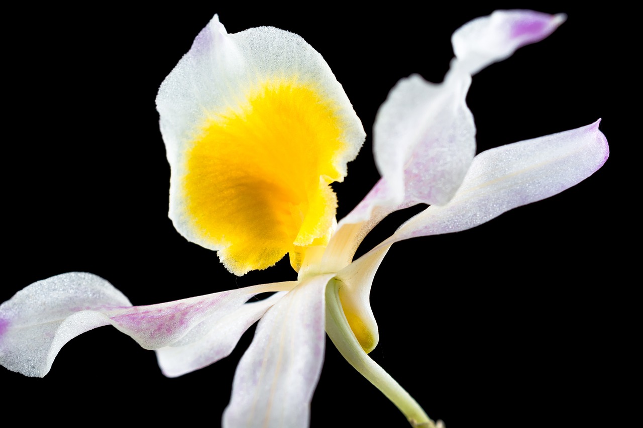 wild orchid orchid flower free photo