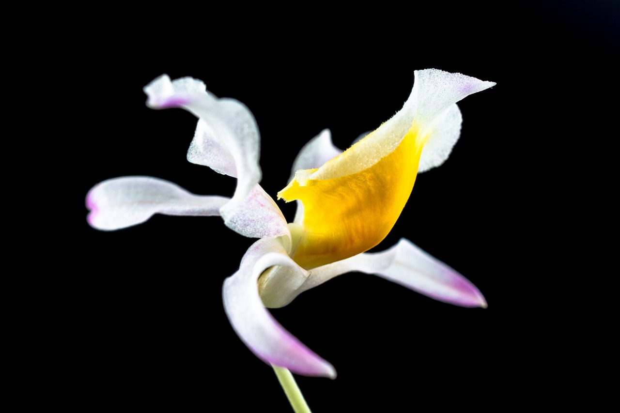 wild orchid orchid flower free photo