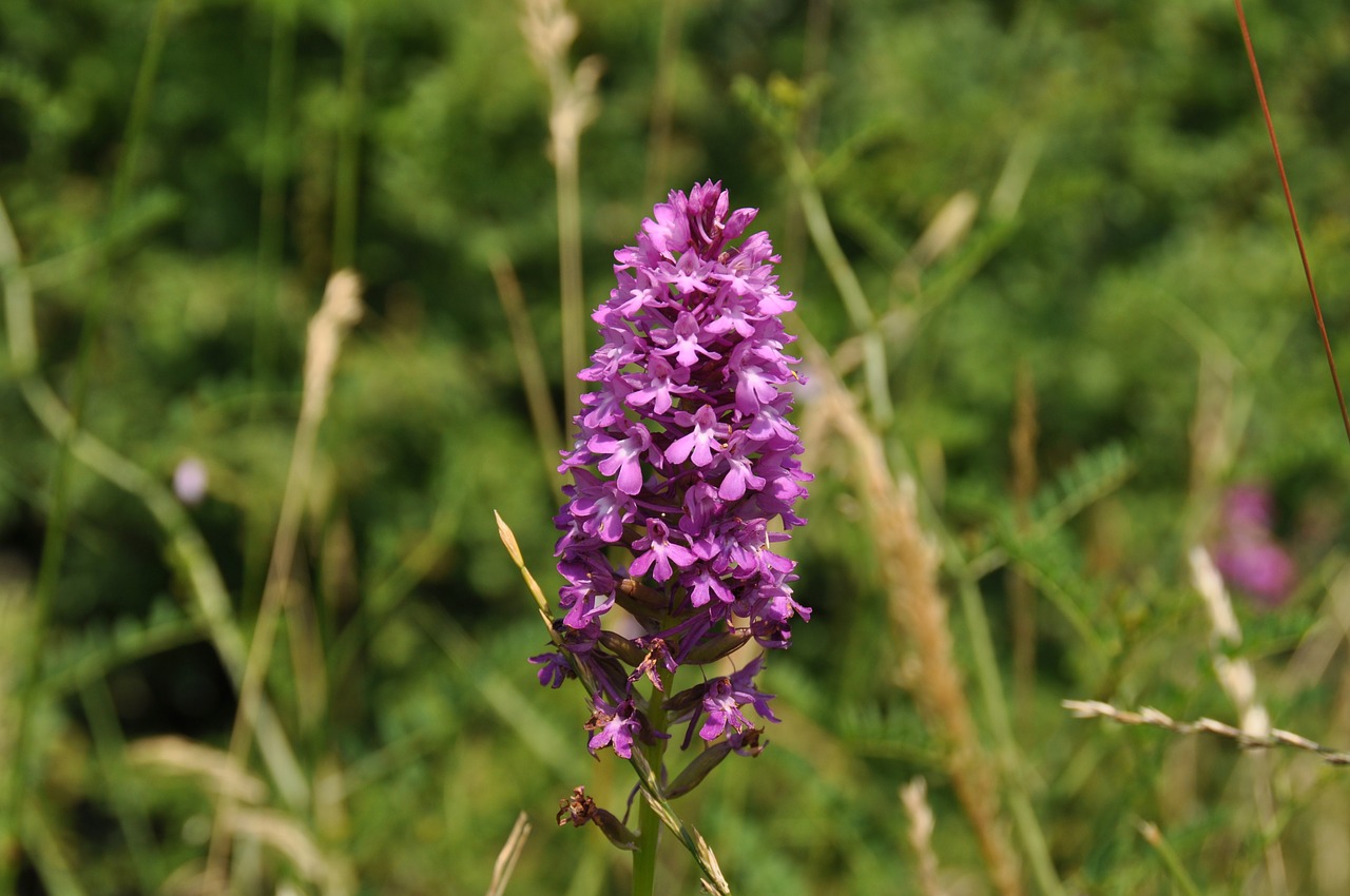 wild orchid flower forest free photo