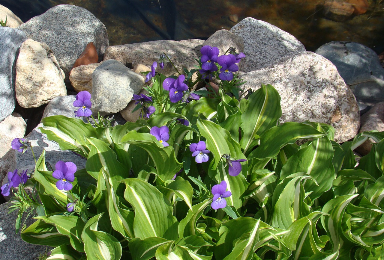 wild pansy funkia flowers free photo