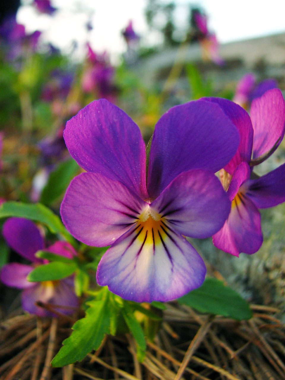 wild pansy flower growing free photo