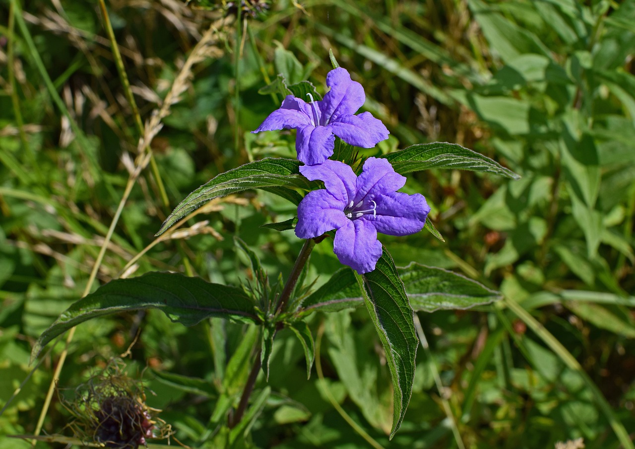 wild petunia petunia nature free photo