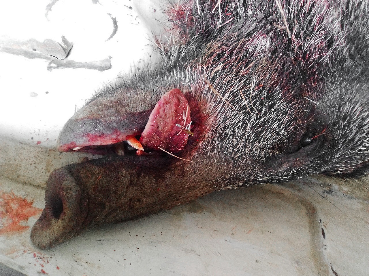 wild pig dead hunting free photo