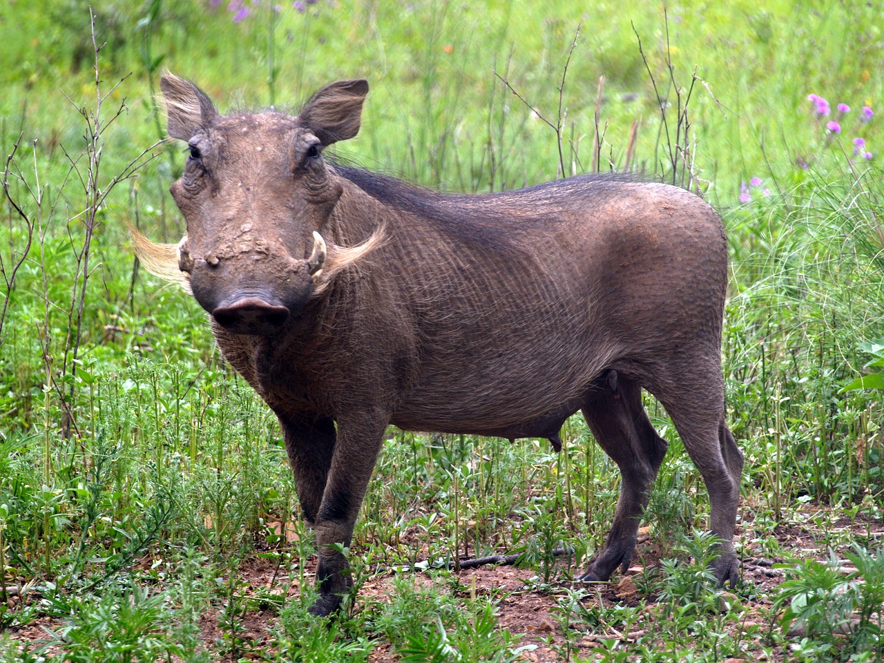 warhtog wild pig farm life free photo