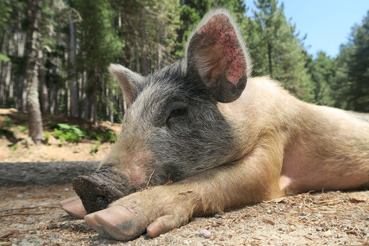 wild pig piglet little pig free photo