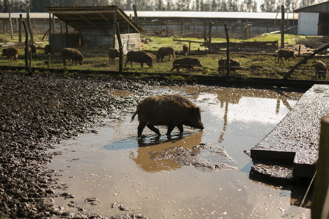 wild pig hatchery animals free photo