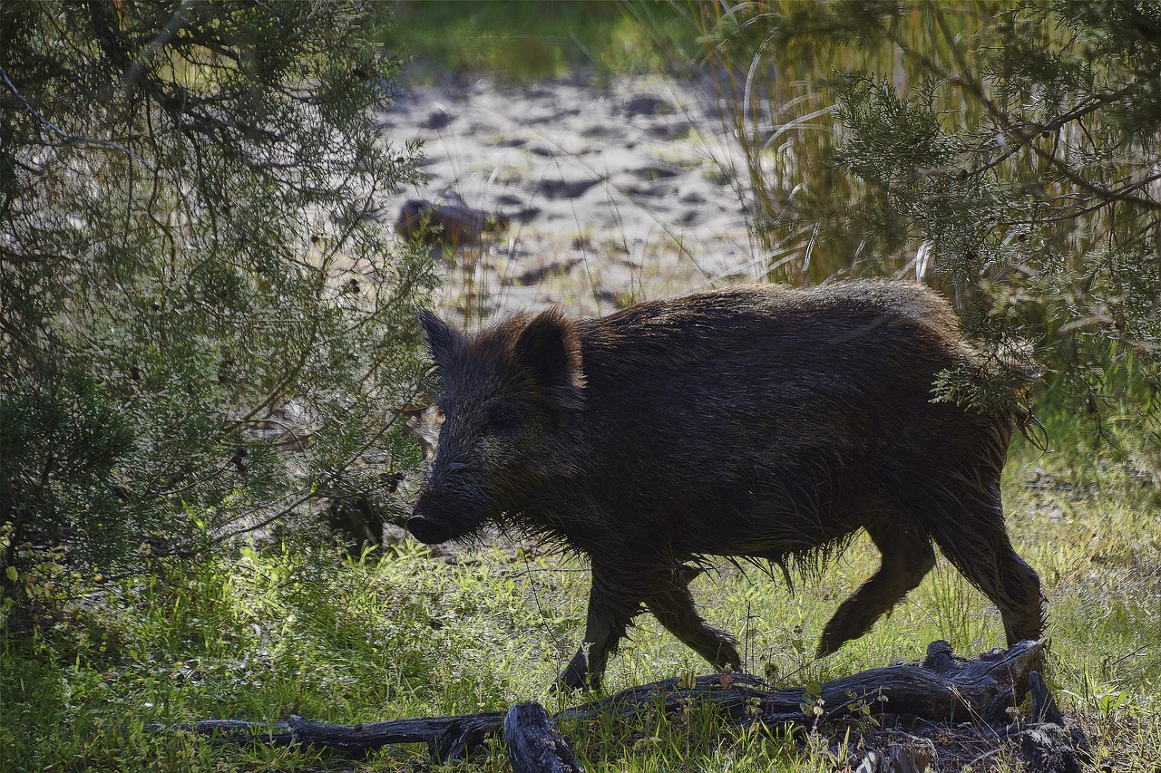 wild pig  nature  animals free photo