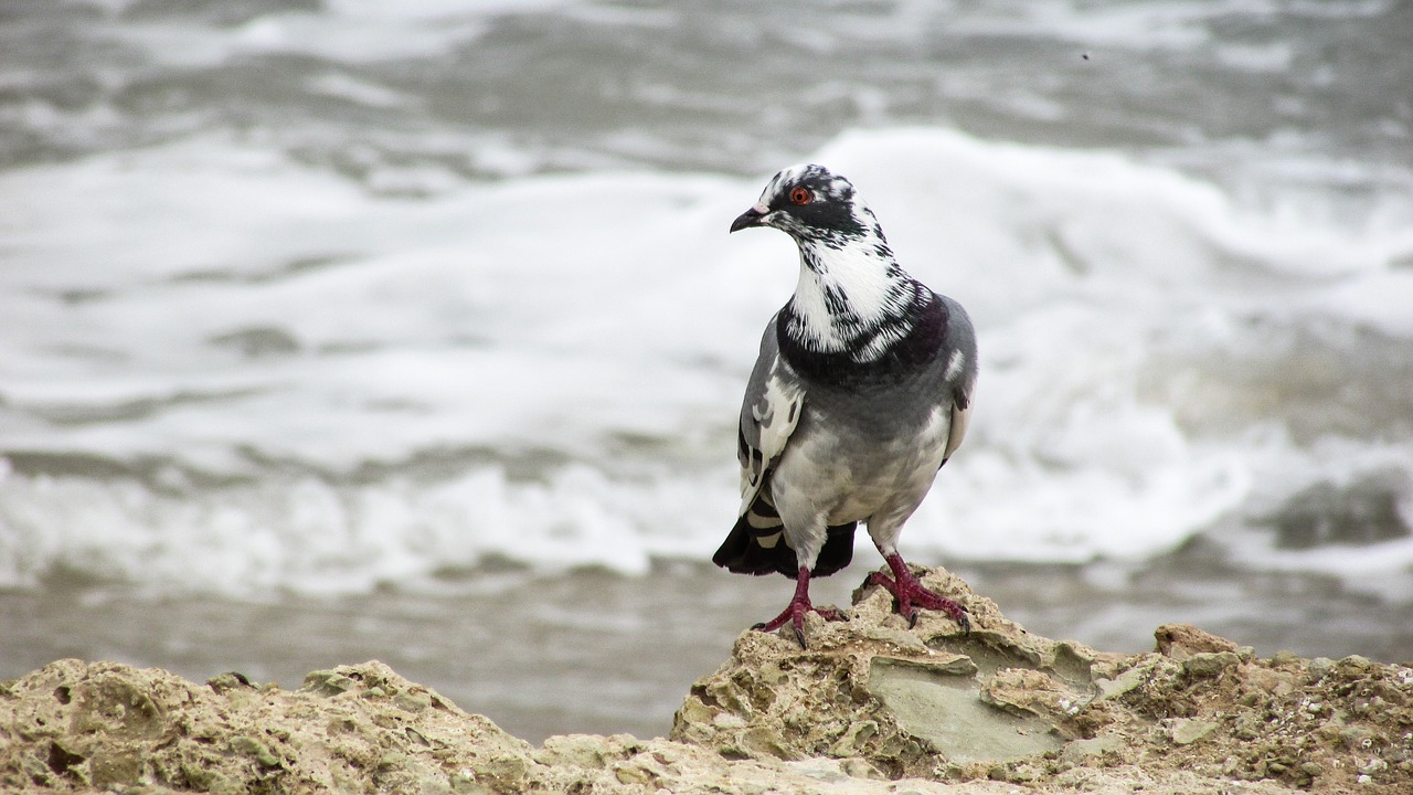 wild pigeon bird nature free photo