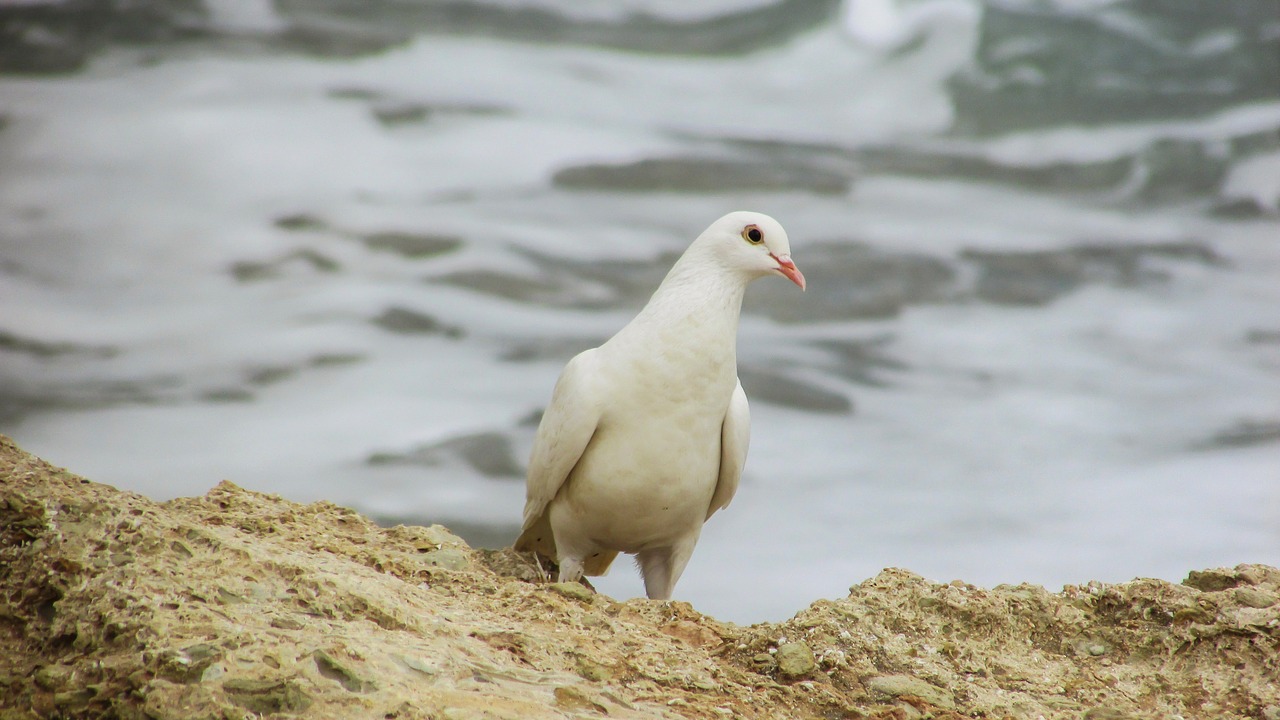 wild pigeon bird nature free photo