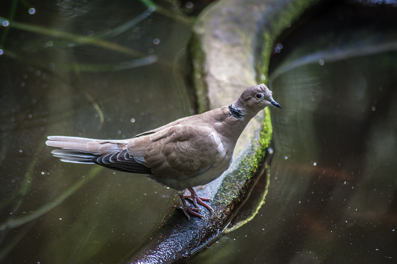 wild pigeon water branch free photo