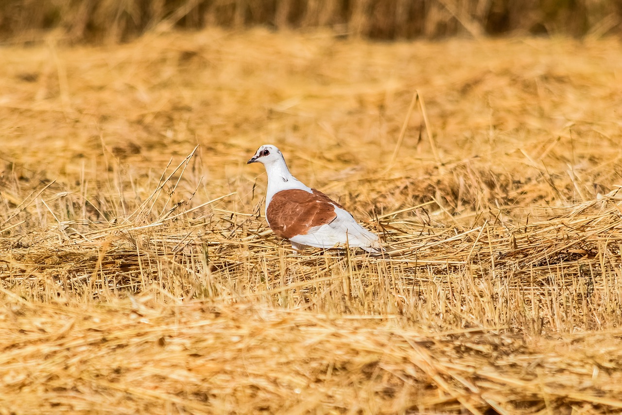 wild pigeon barley field free photo