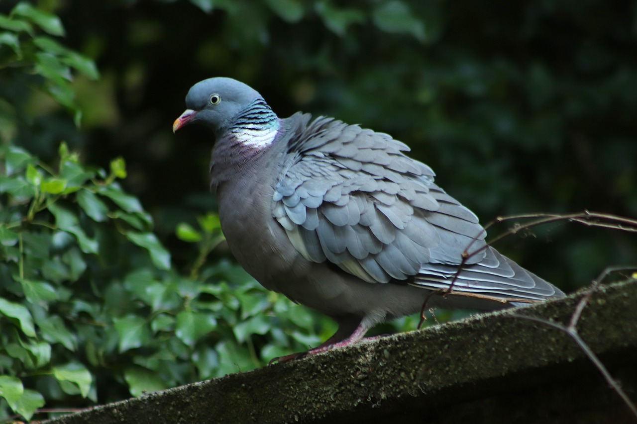 wild pigeon  dove  bird free photo