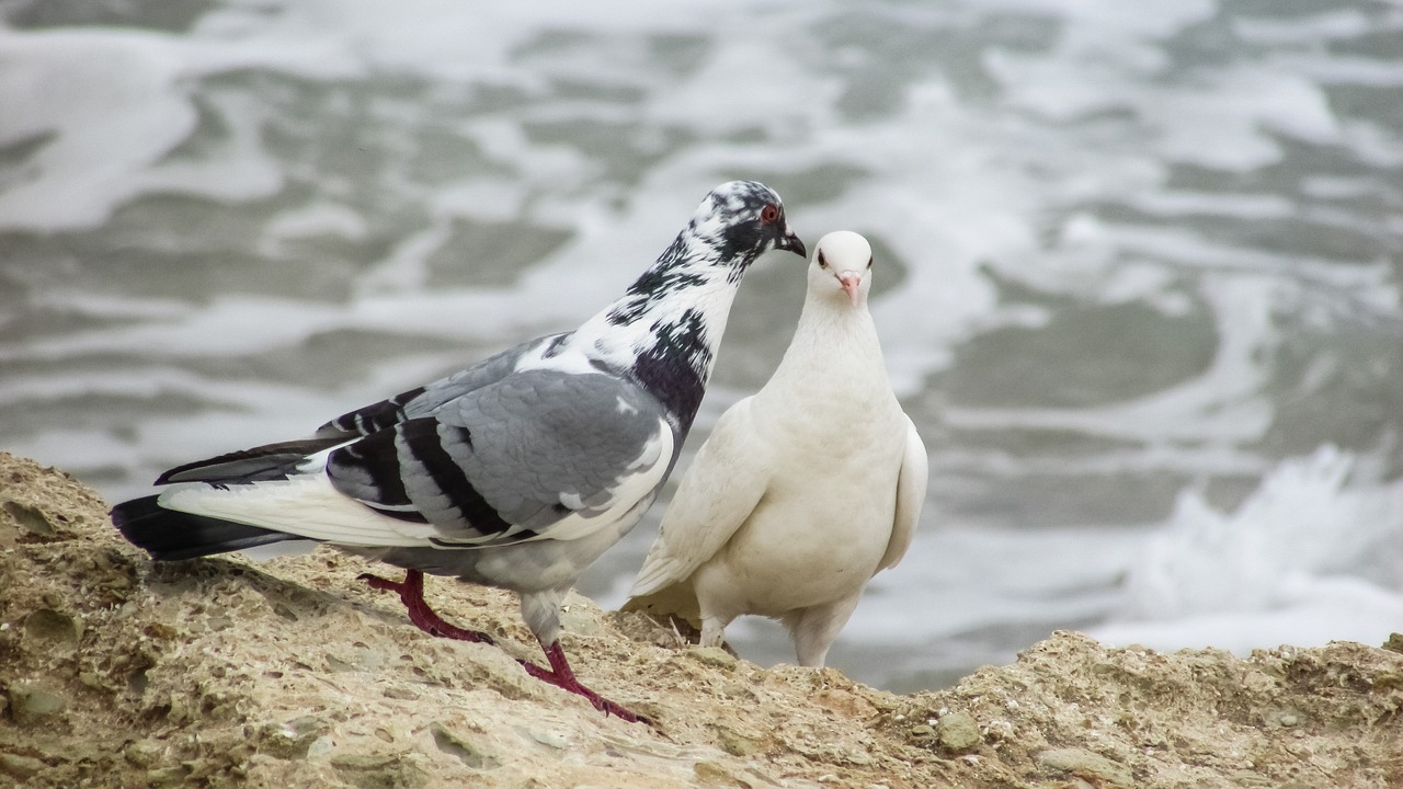 wild pigeons birds nature free photo