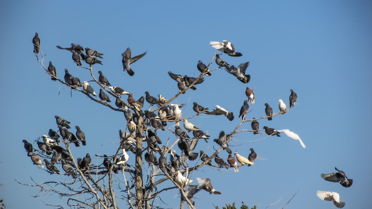 wild pigeons flock bird free photo