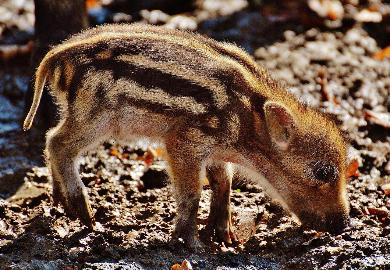 wild pigs launchy wildpark poing free photo