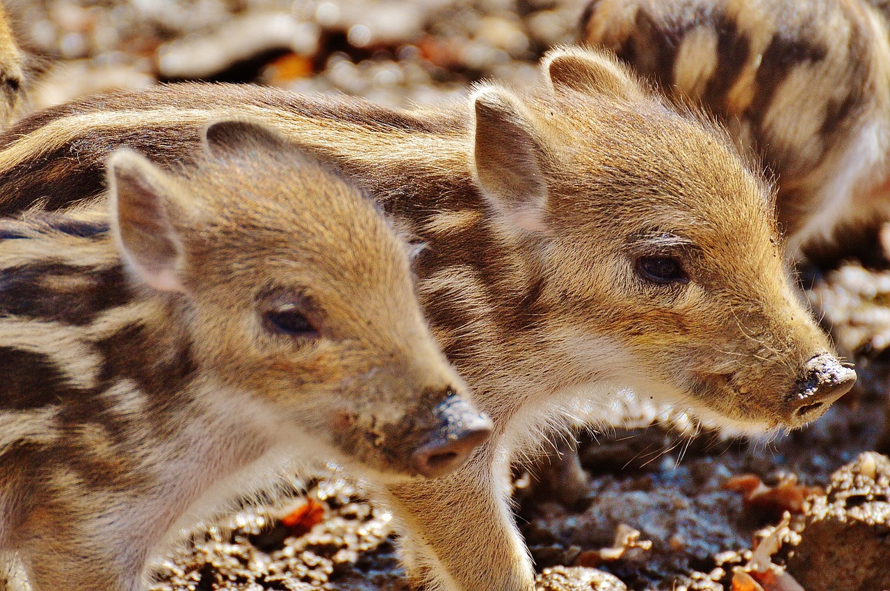 wild pigs little pig wildpark poing free photo