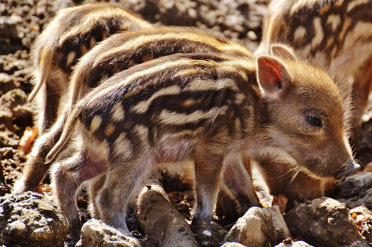 wild pigs little pig wildpark poing free photo