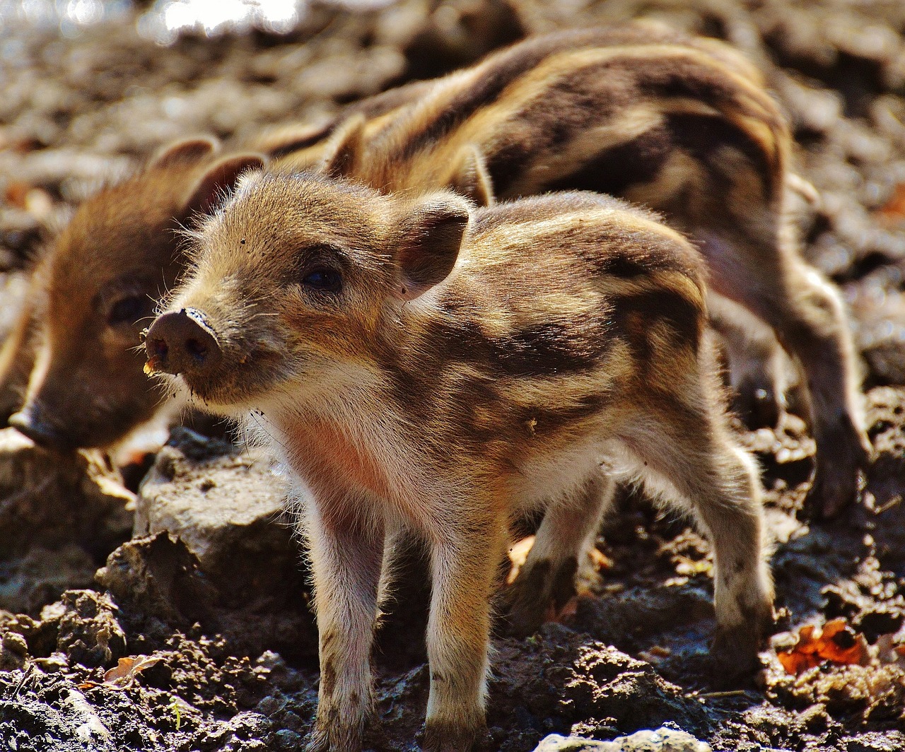wild pigs little pig wildpark poing free photo