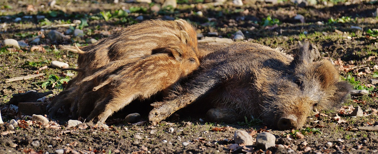 wild pigs little pig suckle free photo