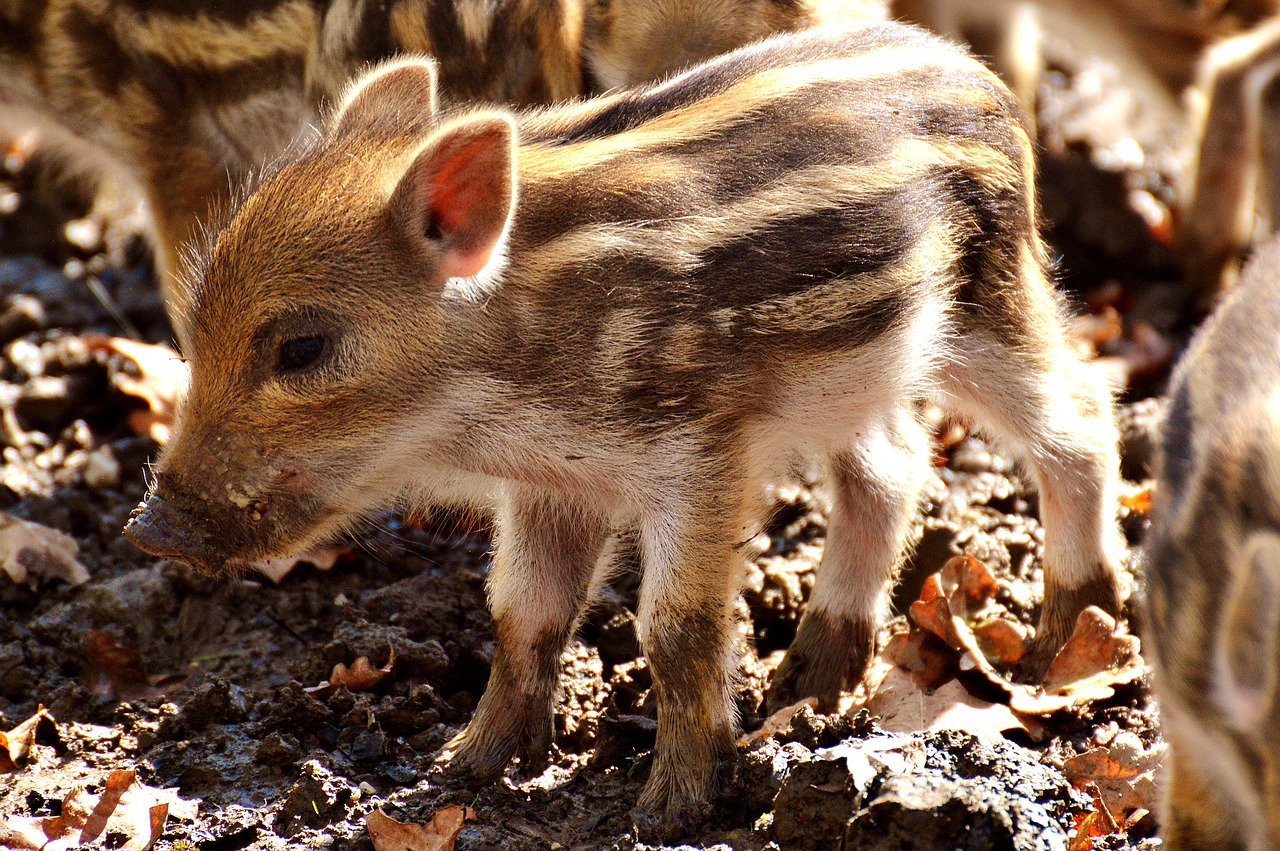 wild pigs launchy young animals free photo
