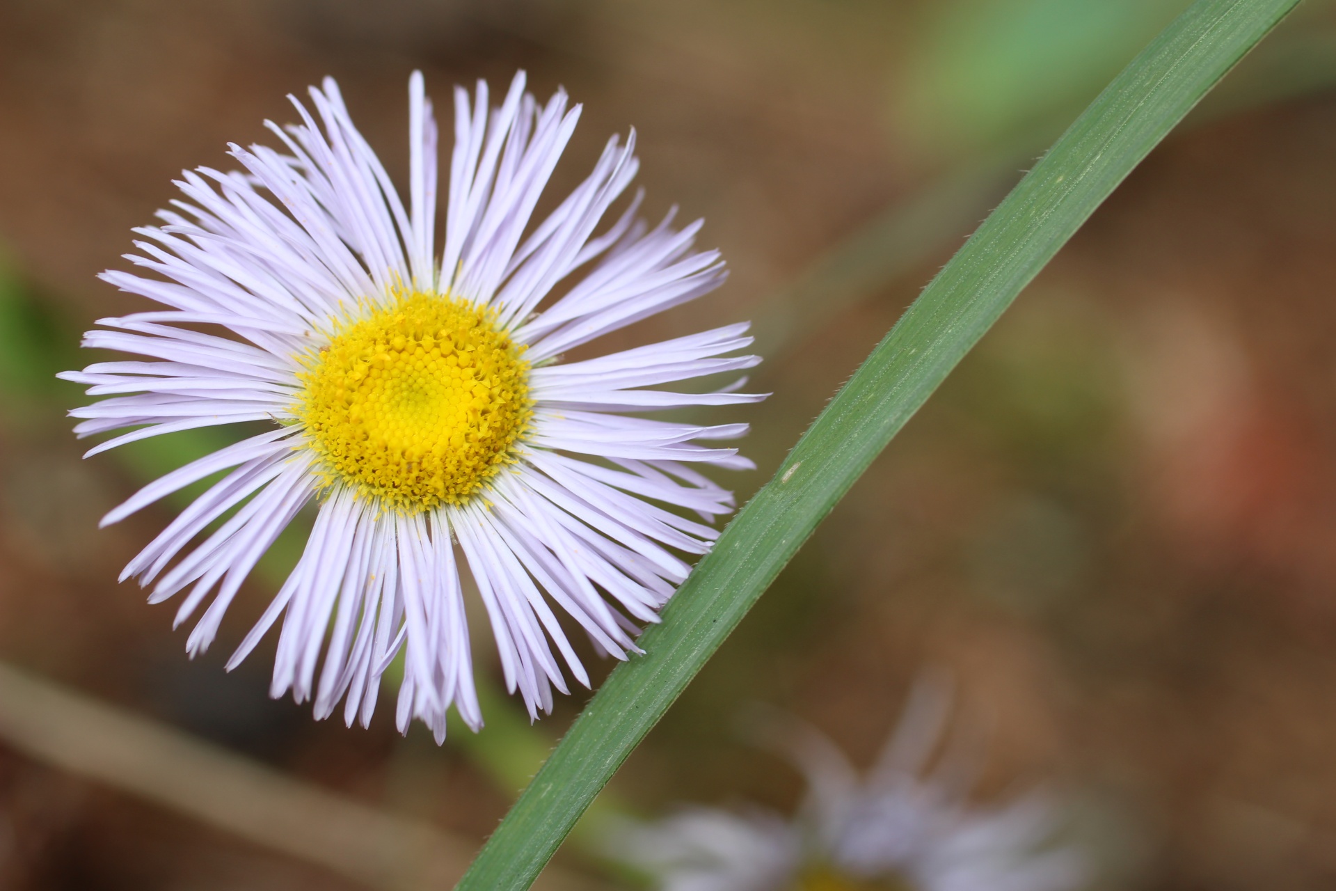 wild pink flower free photo