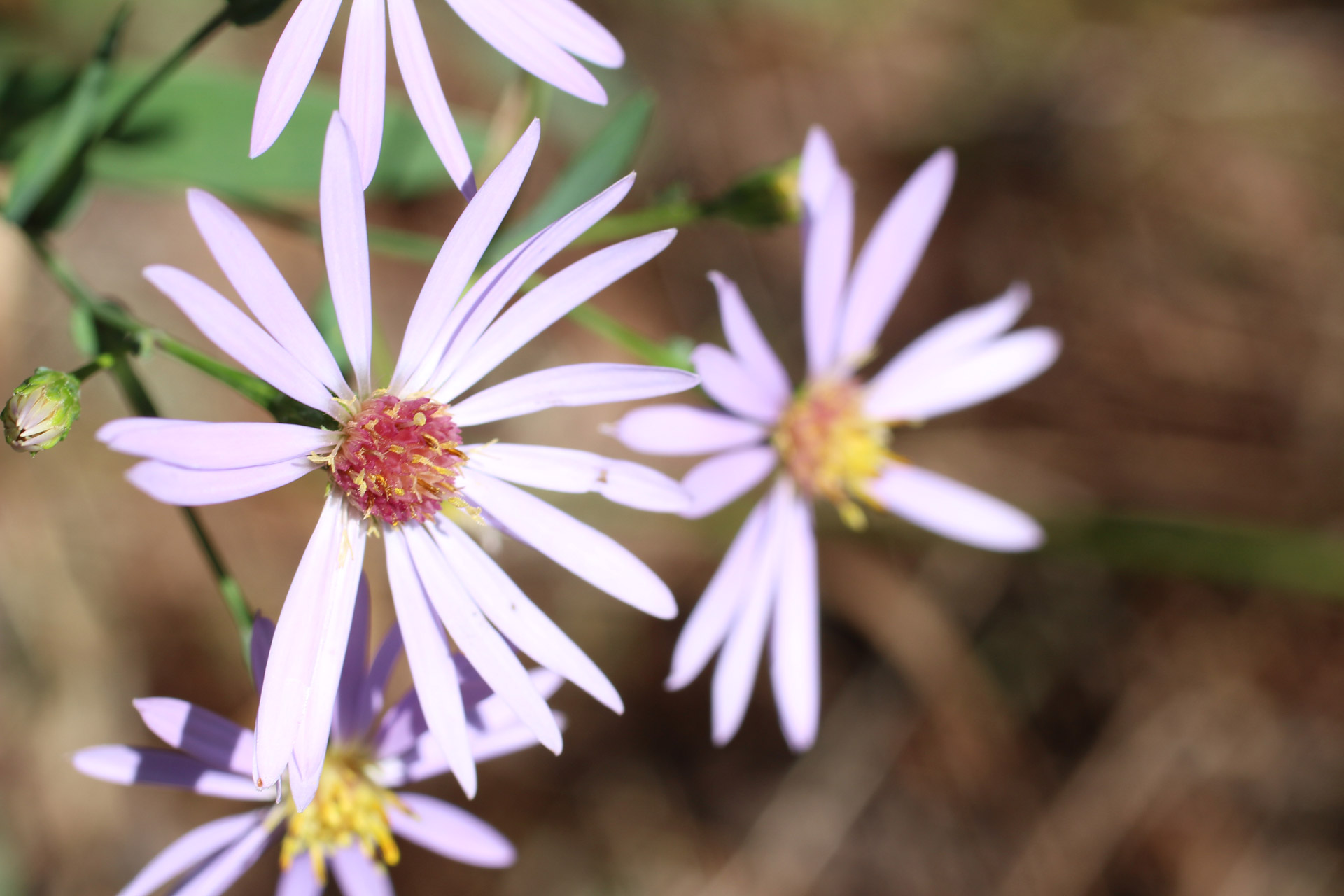 wild pink flower free photo