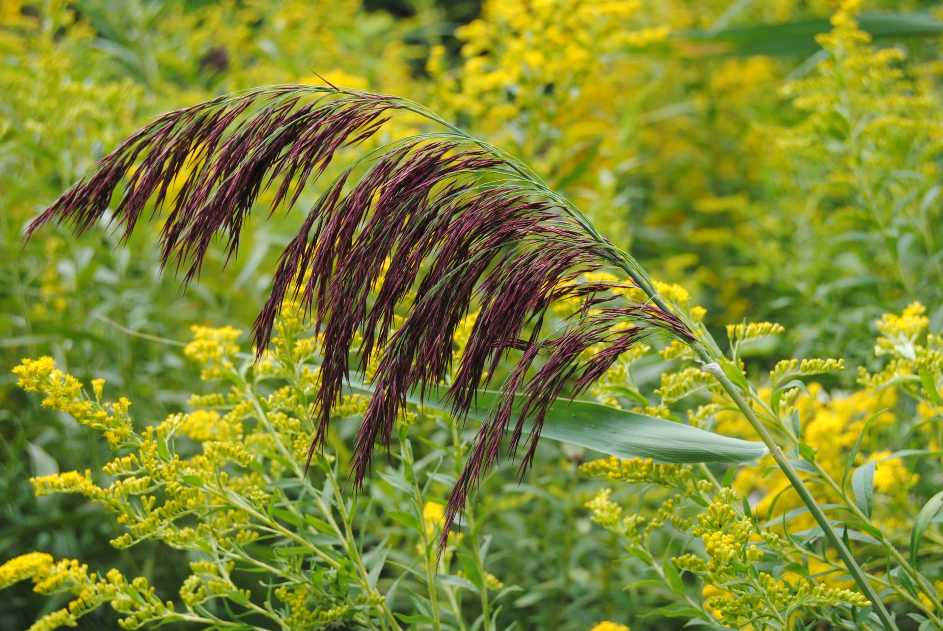 plant vegetation green free photo