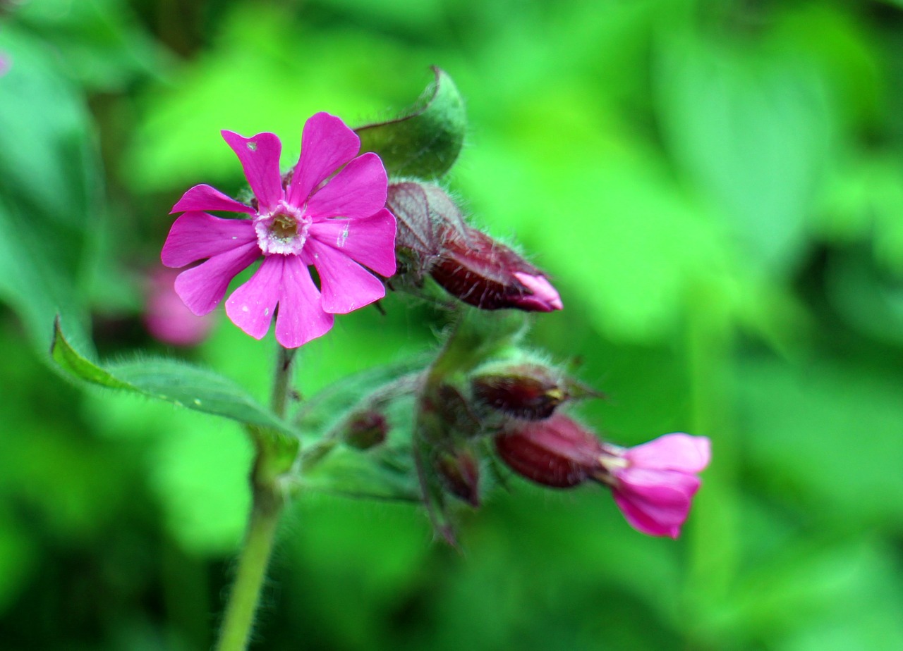 wild plant carnation family red campion free photo