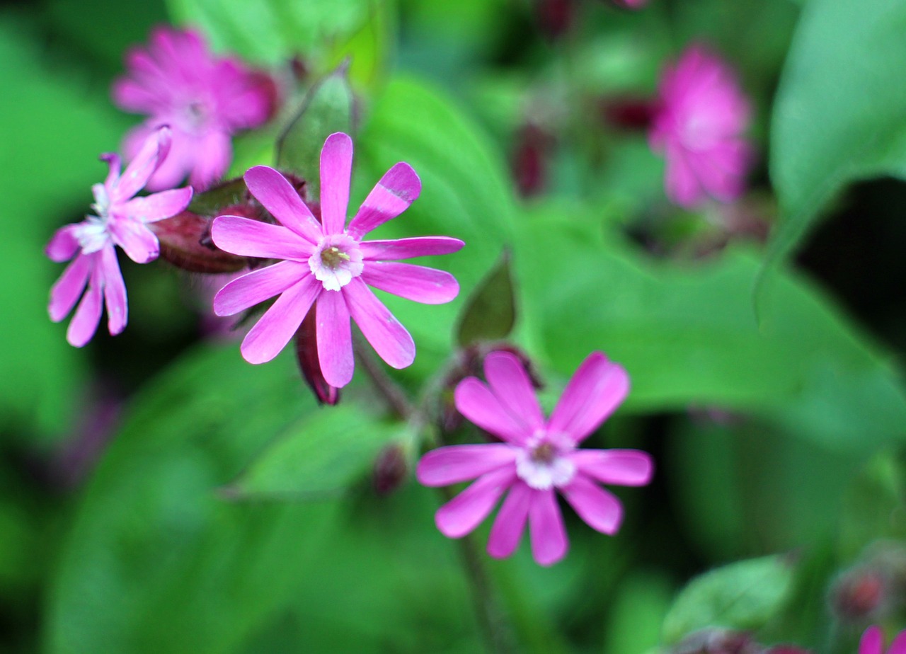 wild plant carnation family red campion free photo