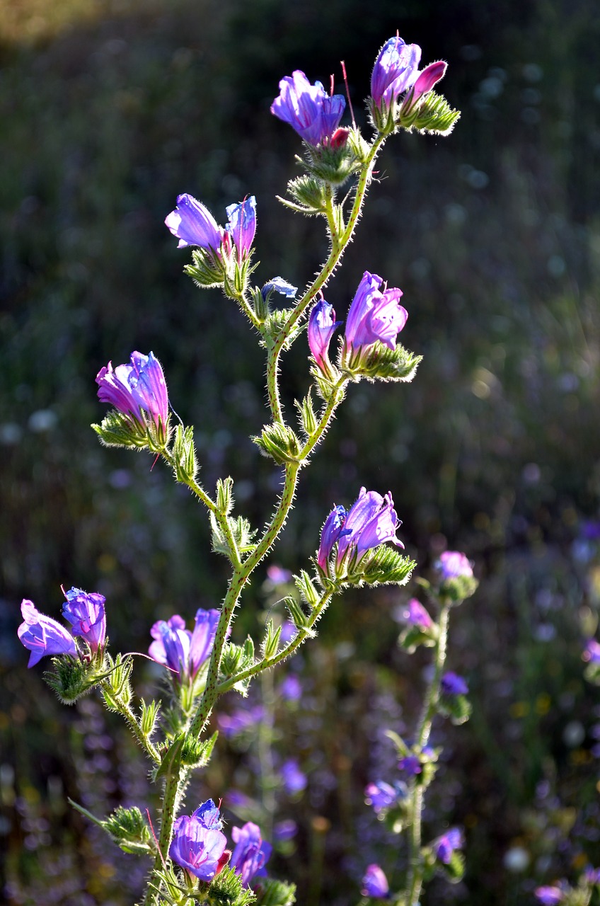 wild plant  flower  salento free photo