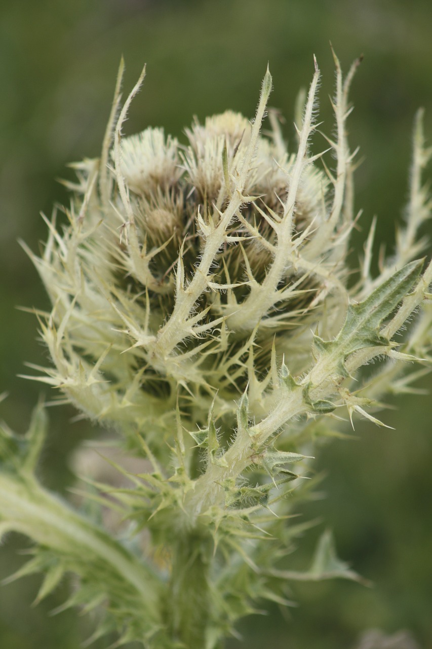 wild plant alps mountain free photo