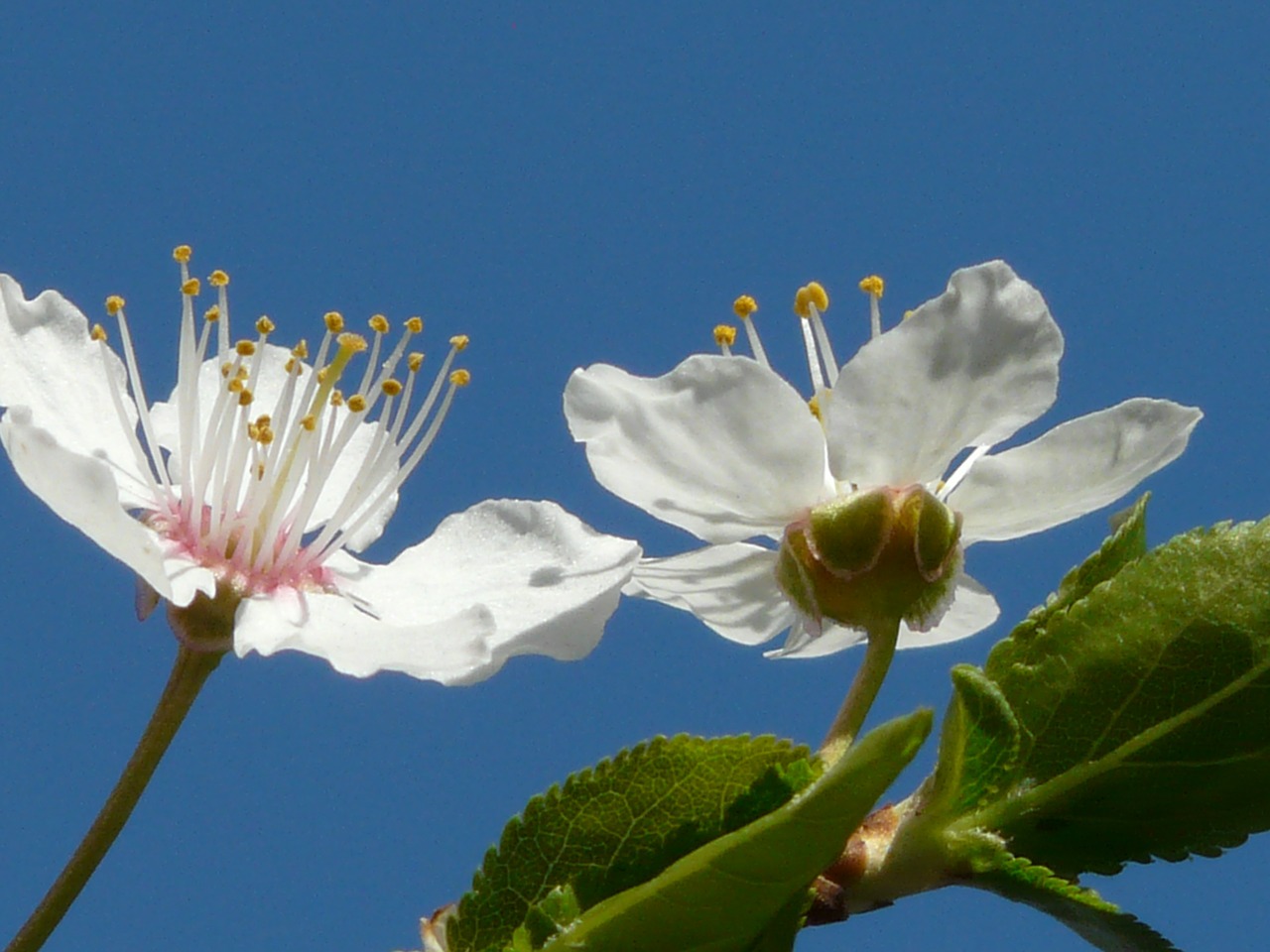 wild plum blossom bloom free photo