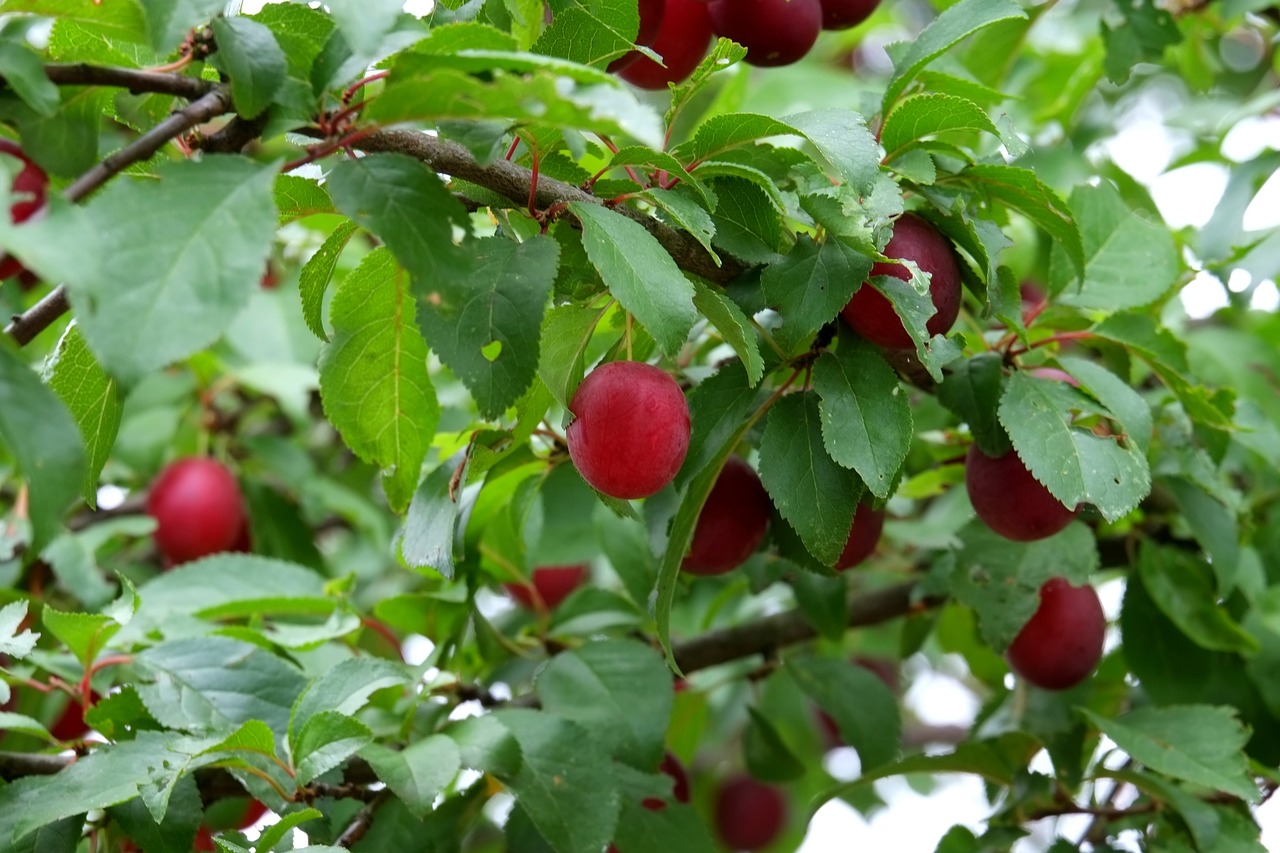 wild plum fruit fruits free photo