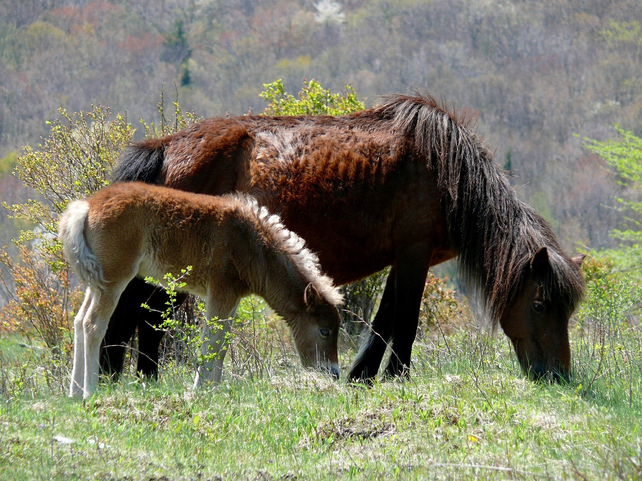 wild ponies ponies mare free photo