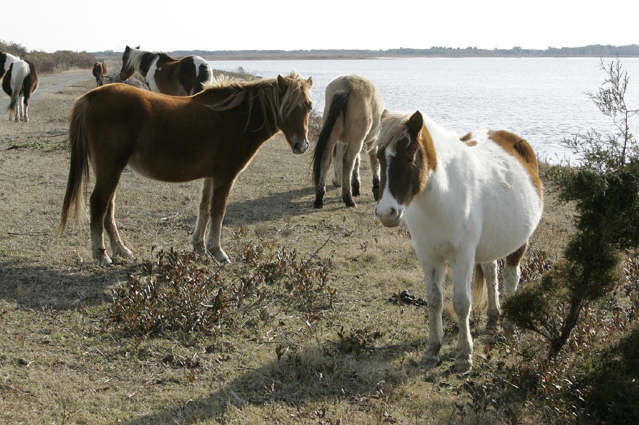wild ponies herd ponies free photo