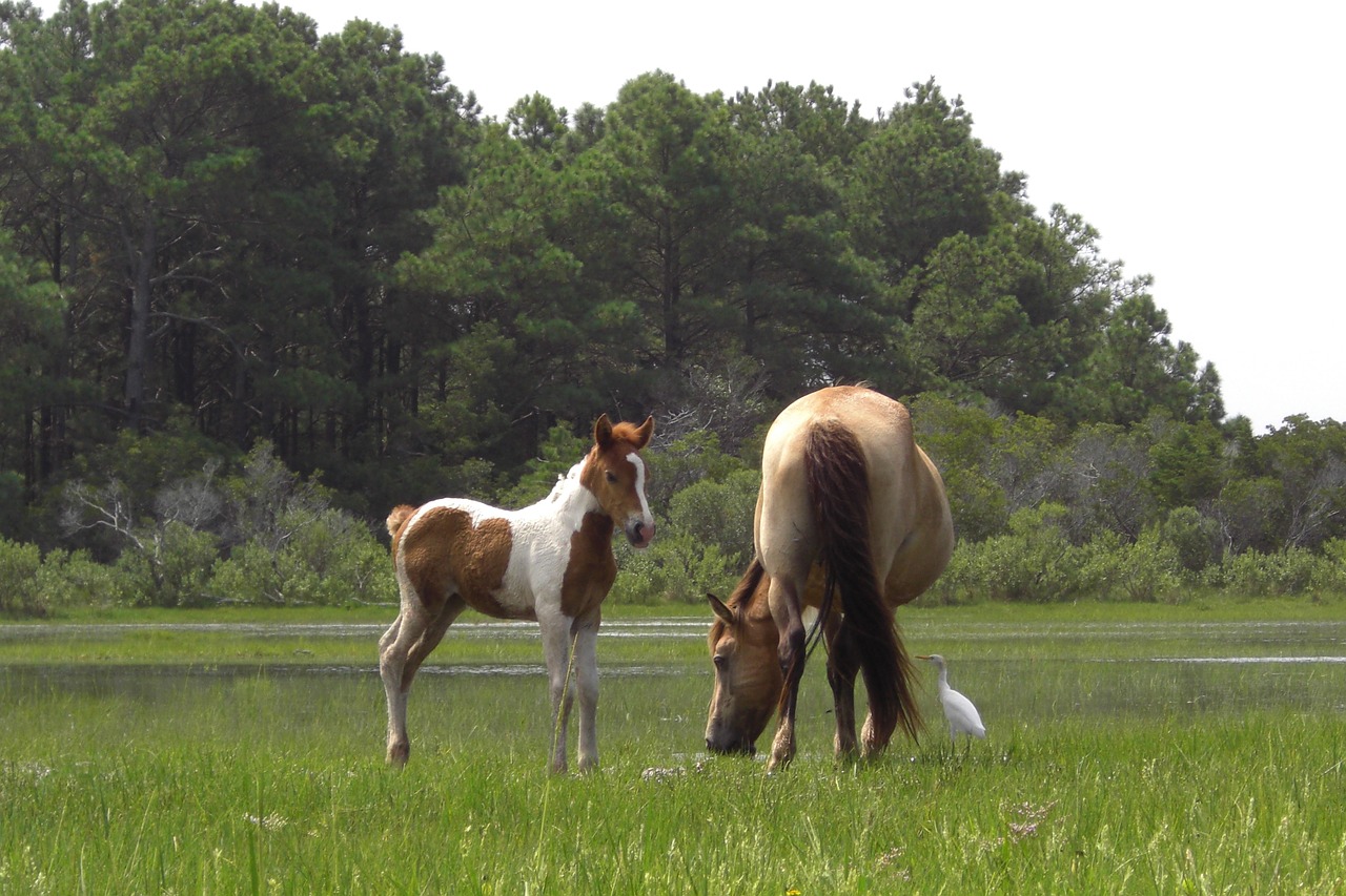 wild ponies grazing mare free photo