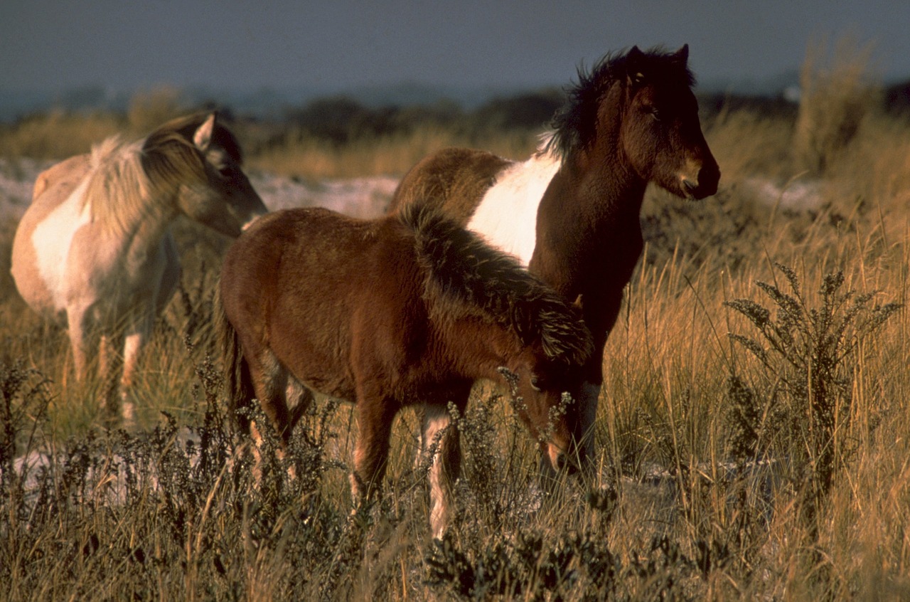 wild ponies grazing prairie free photo