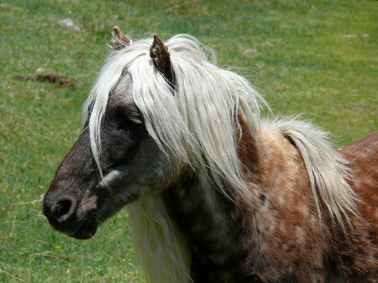wild pony pony feral free photo
