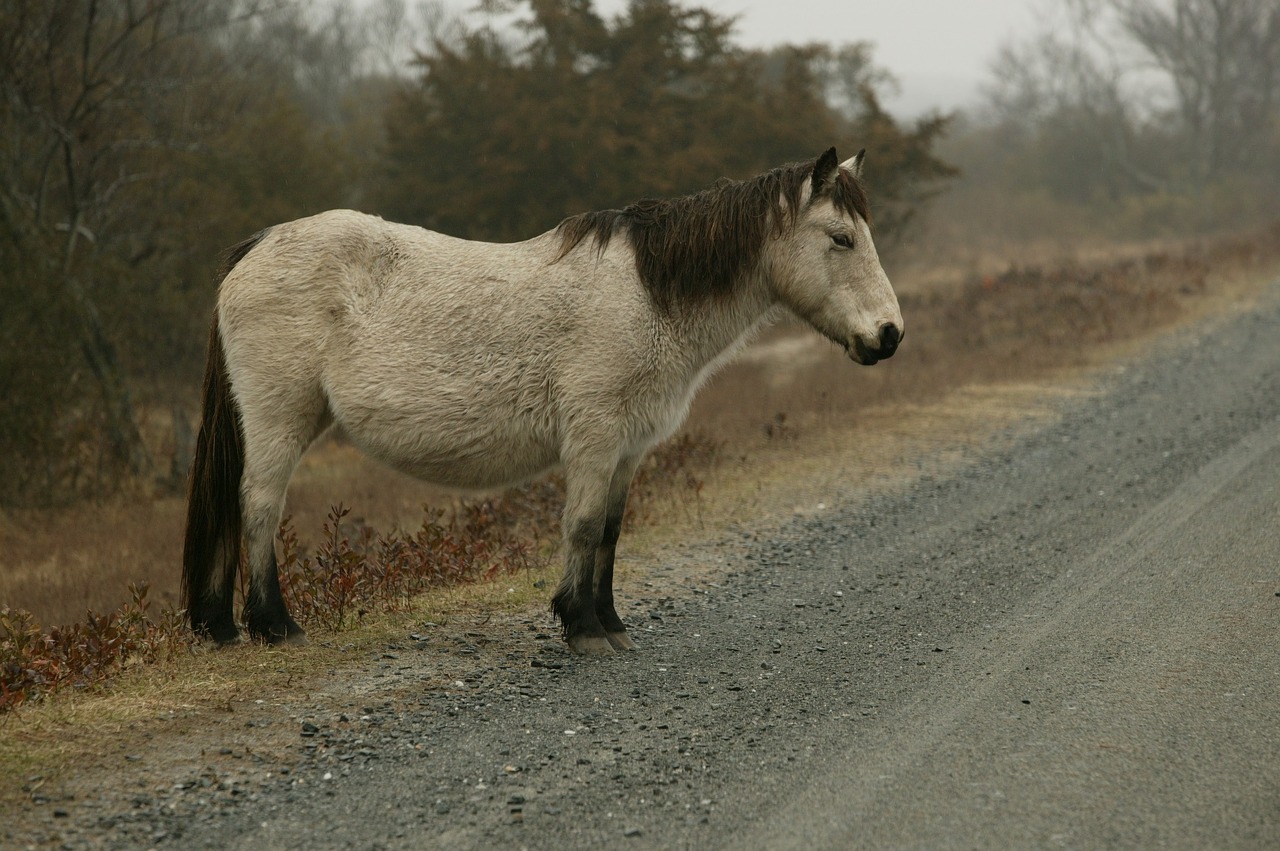 wild pony misty road free photo