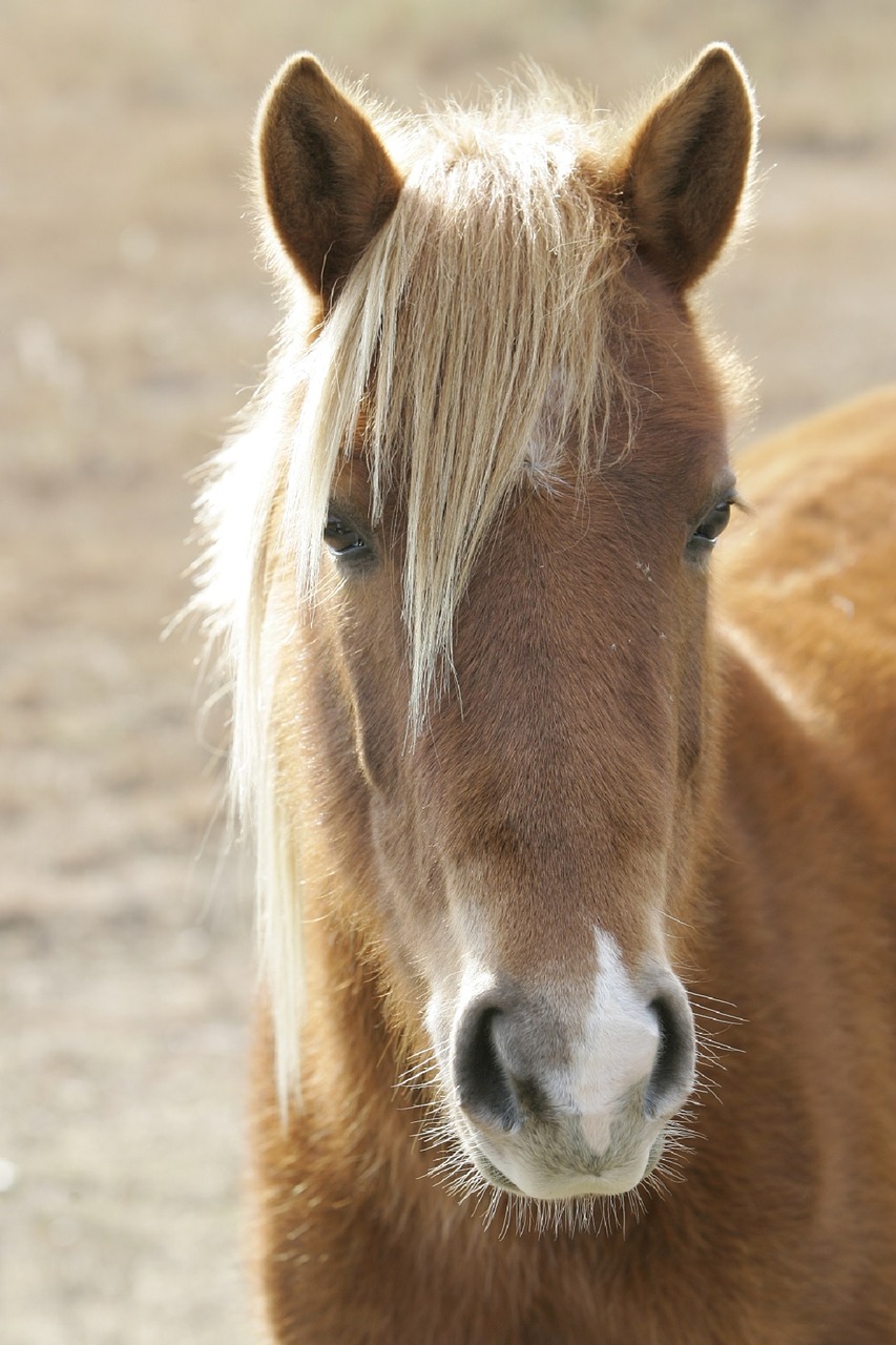 wild pony close head free photo