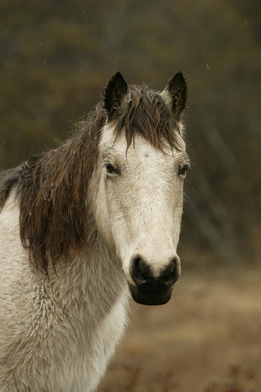 wild pony raining wet free photo