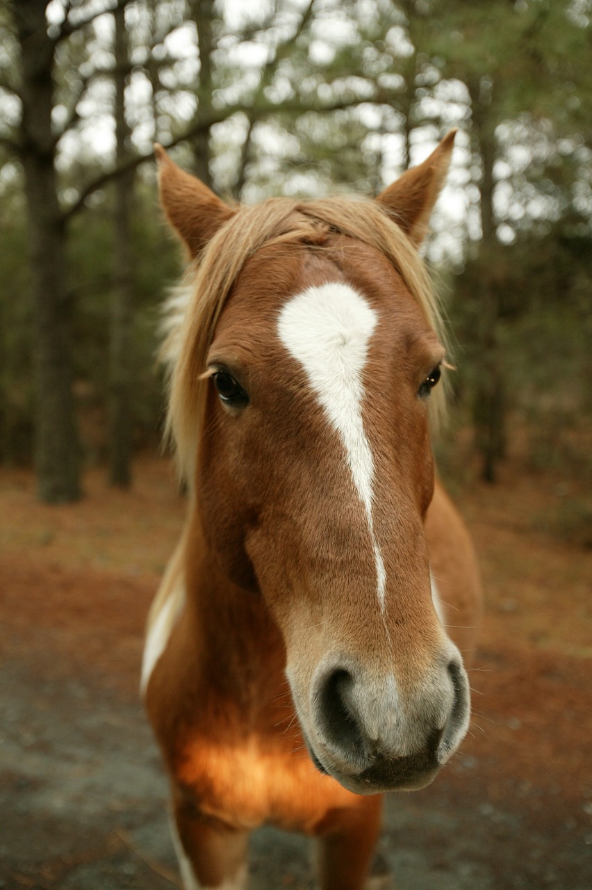 wild pony close head free photo