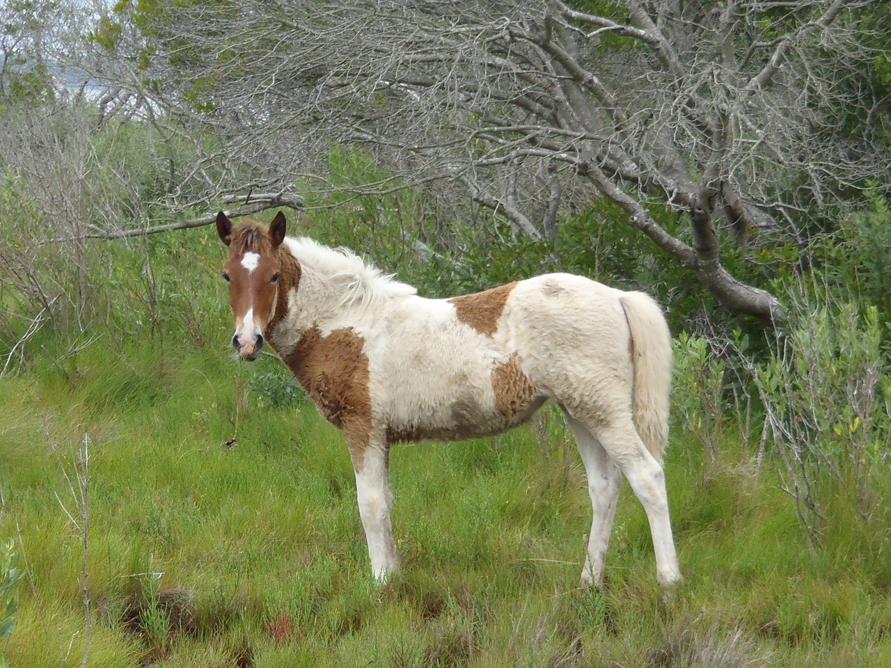 wild pony grazing yearling free photo