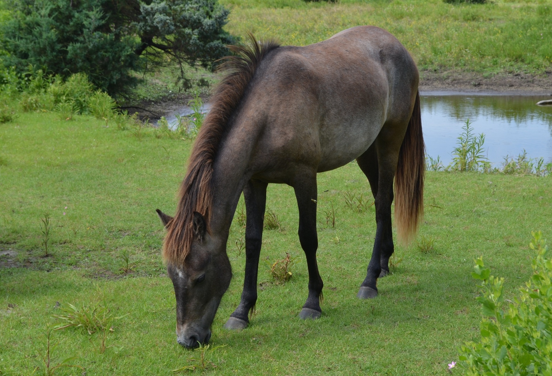 pony wild horse free photo